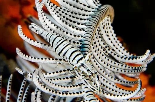 1473314774195590.jpg 海洋生物2.jpg