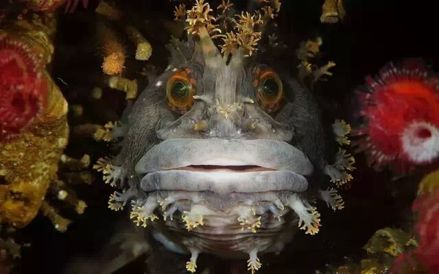 1473315521684388.jpg 海洋生物5.jpg