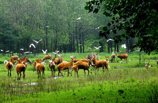 1473820437472166.jpg 麟鹿1.jpg