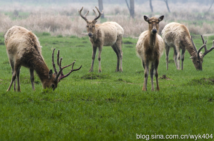 1473820451676505.jpg 麟鹿3.jpg