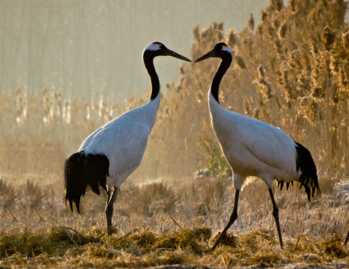 1473820469948321.jpg 丹頂鶴1.jpg