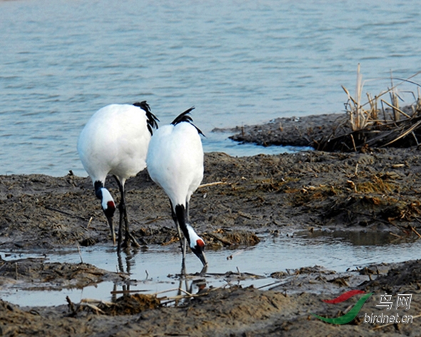 1473820488384183.jpg 丹頂鶴3.jpg